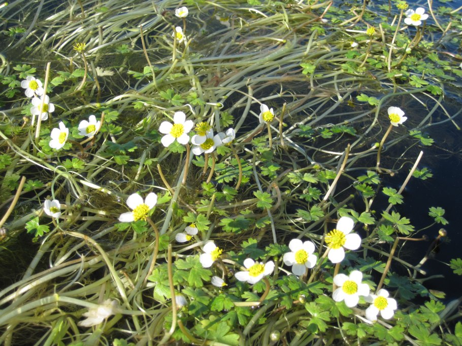 Водяной Лютик Ranunculus aquatilis