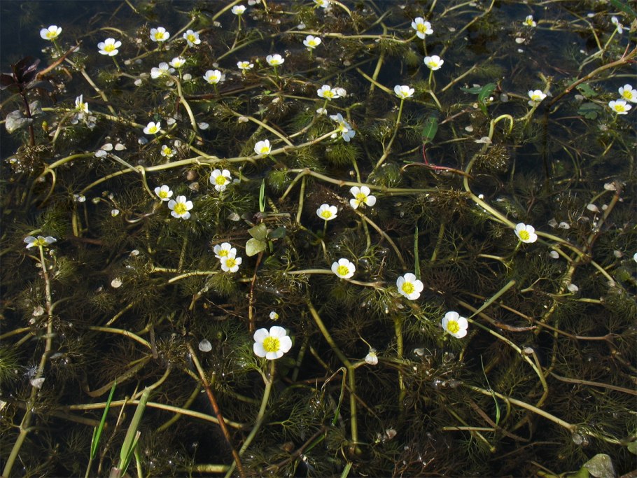 Лютик Ranunculus aquatilis