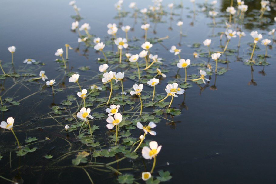 Водяной Лютик