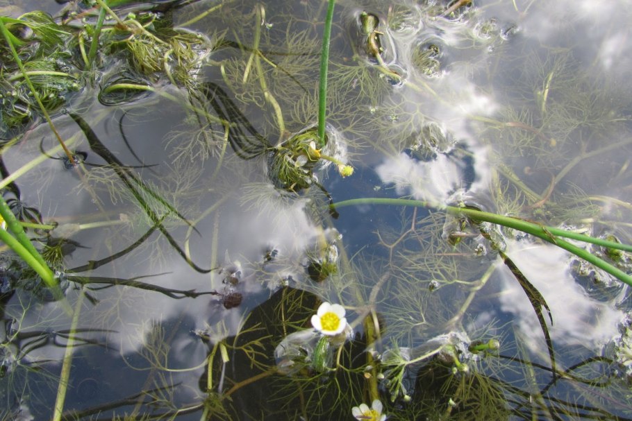 Шелковник волосолистный