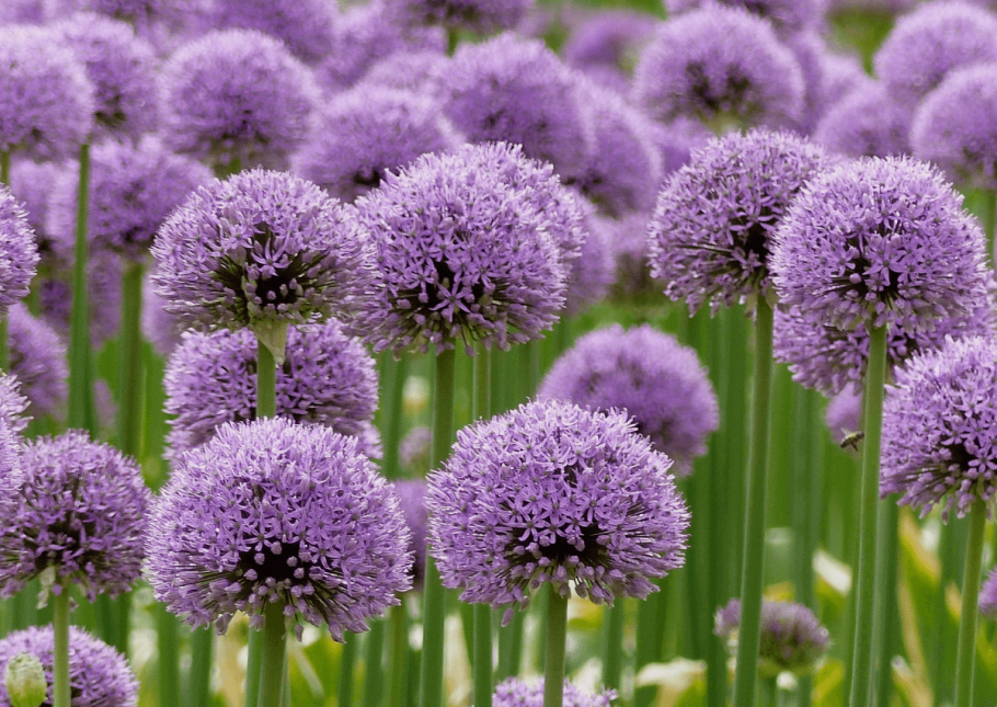 Allium schoenoprasum лук скорода