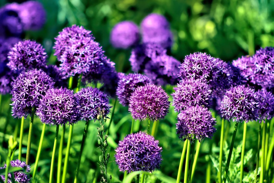 Лук шнитт (Allium schoenoprasum)