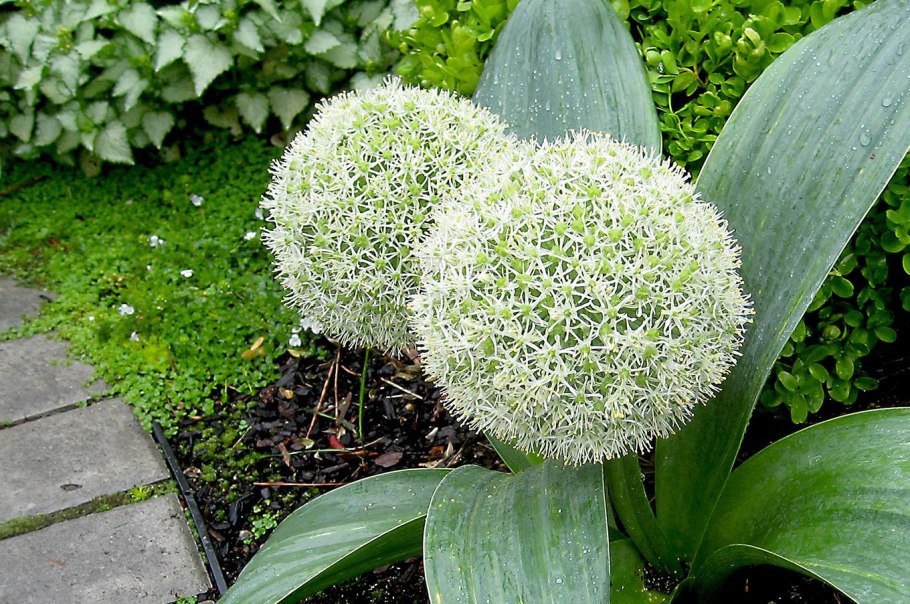 Лук порей растение