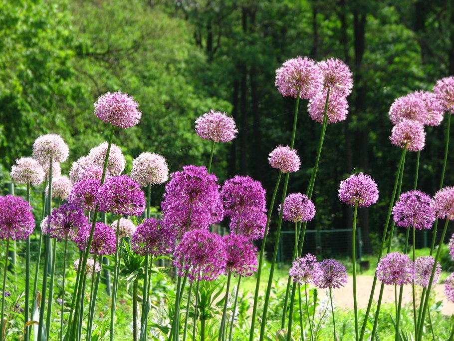 Лук шнитт (Allium schoenoprasum)