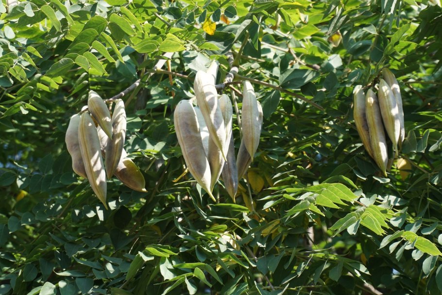 Бундук канадский