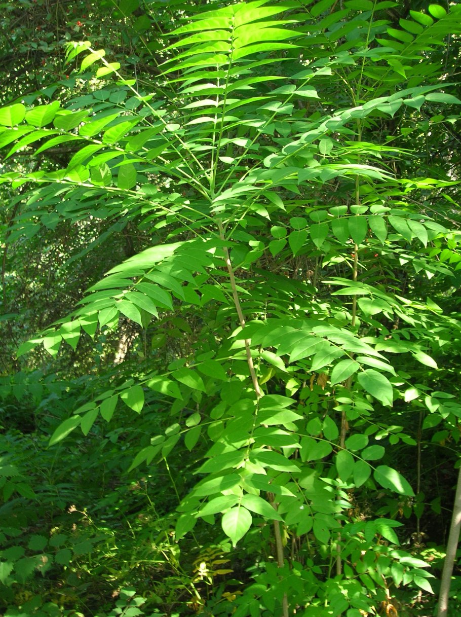 Gymnocladus dioicus
