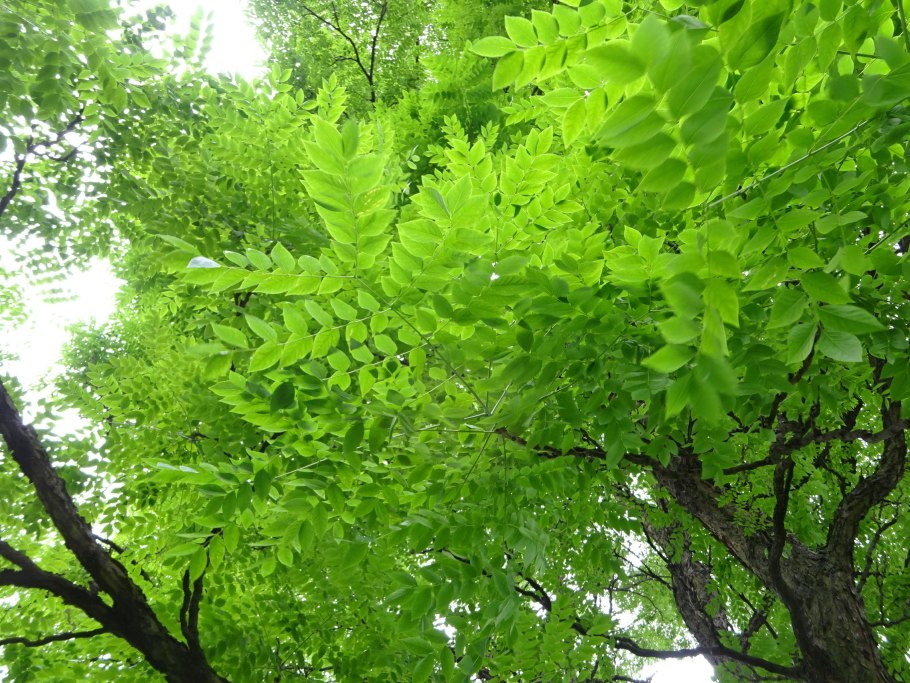 Gymnocladus dioicus купить