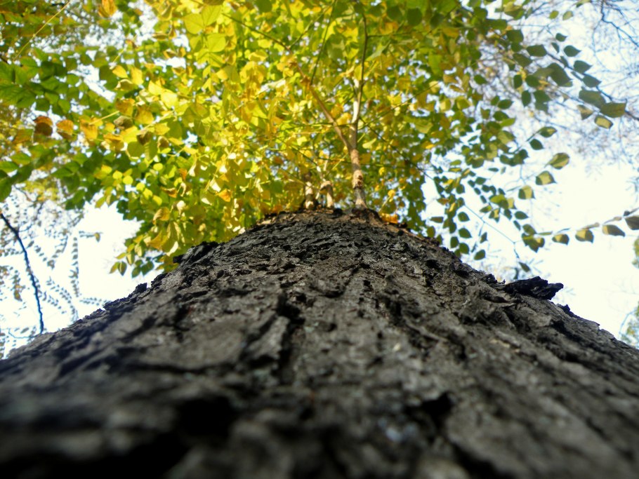 Гимнокладус как растет