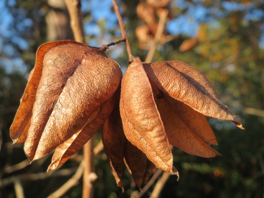 Гимнокладус двудомный