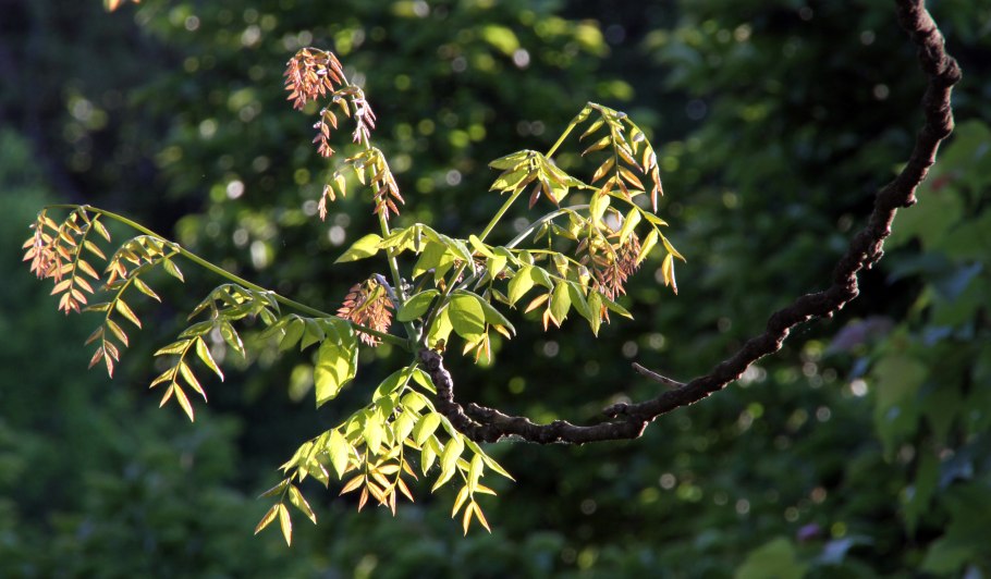 Бундук канадский