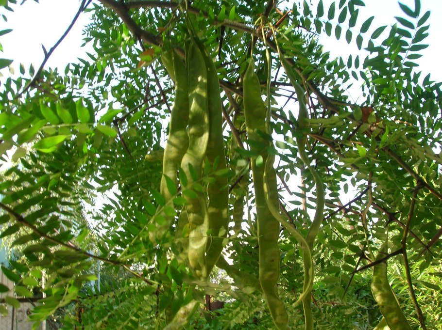 Гледичия обыкновенная gleditsia triacanthos