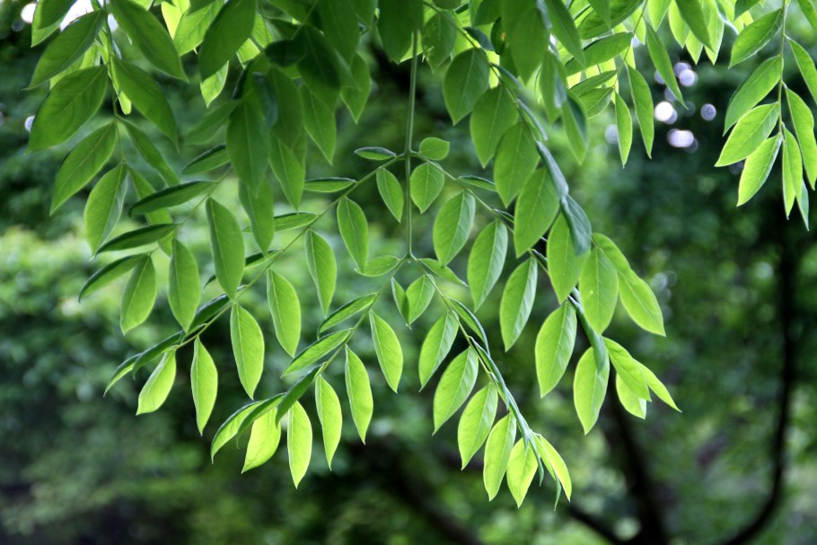 Мыльное дерево Бундук двудомный