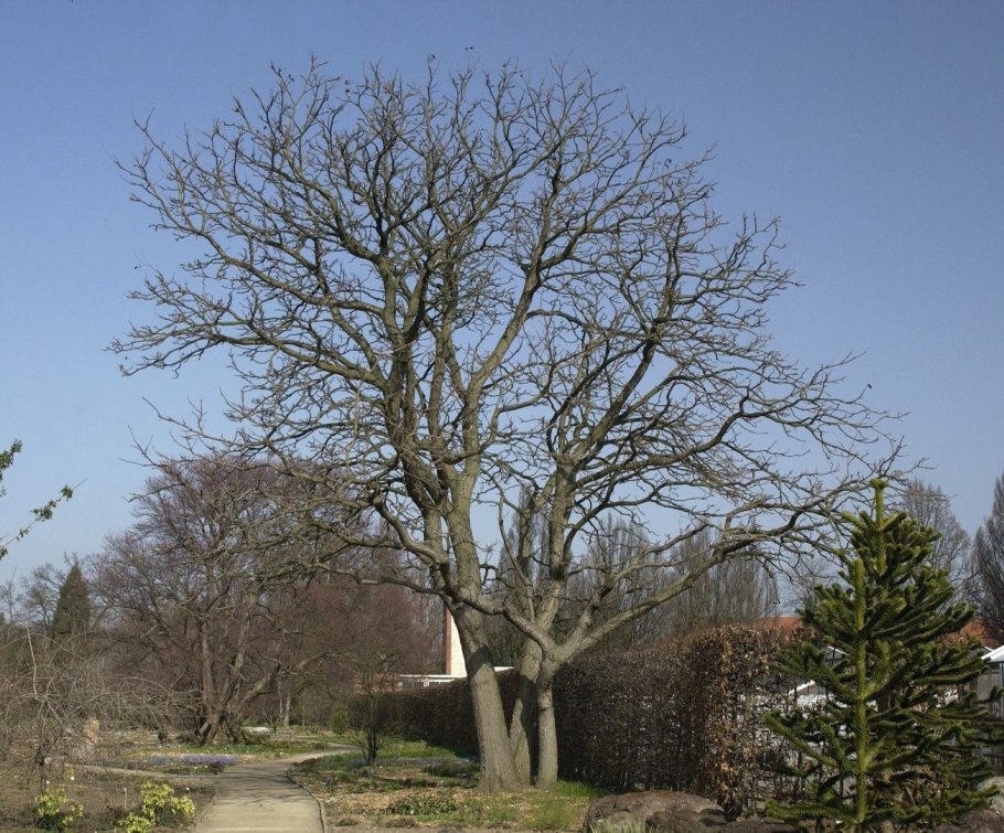 Бундук двудомный канадский