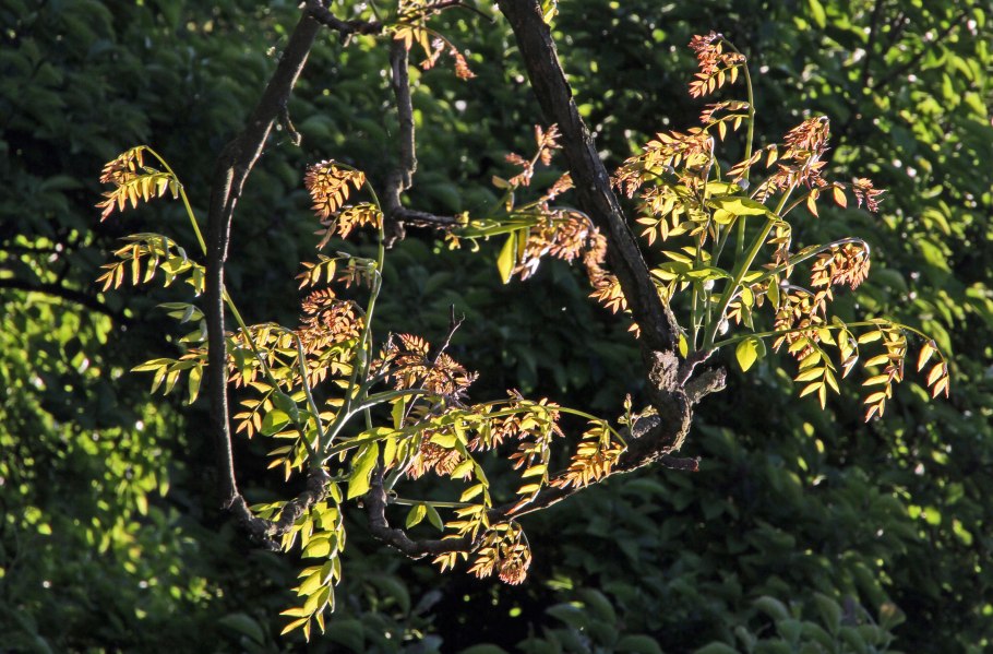 Двуперистые листья фото