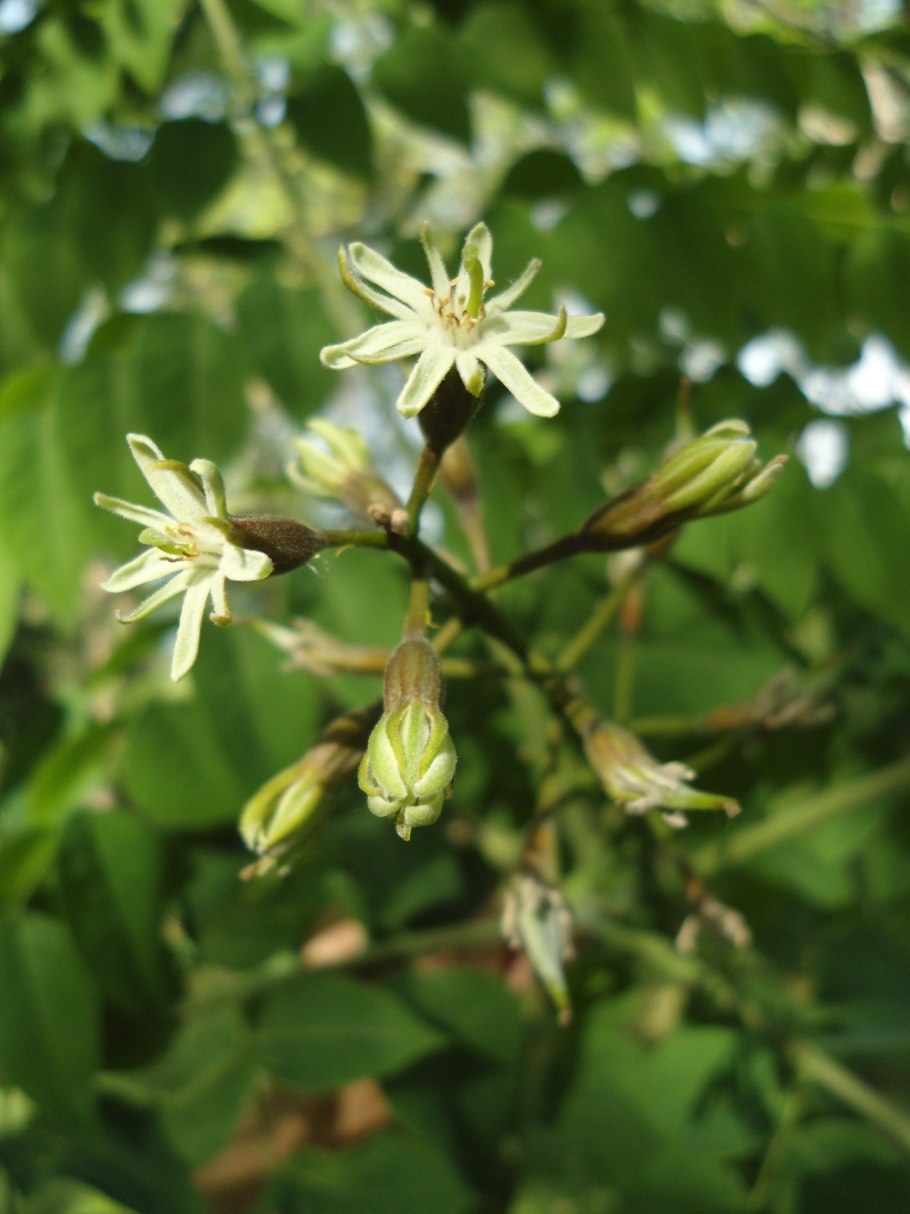 Бундук канадский кофейное дерево