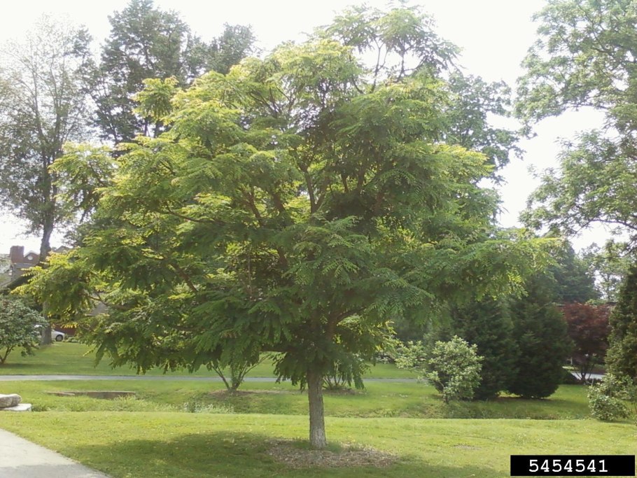 Бундук двудомный канадский