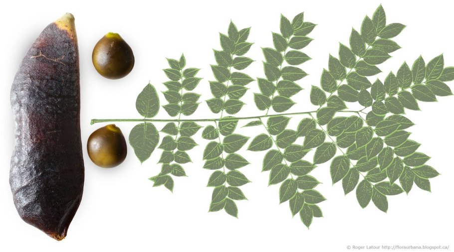 Gymnocladus dioicus плоды