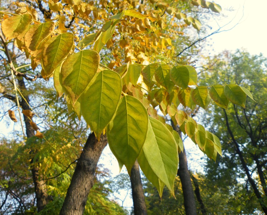Бундук двудомный (Gymnocladus dioicus)