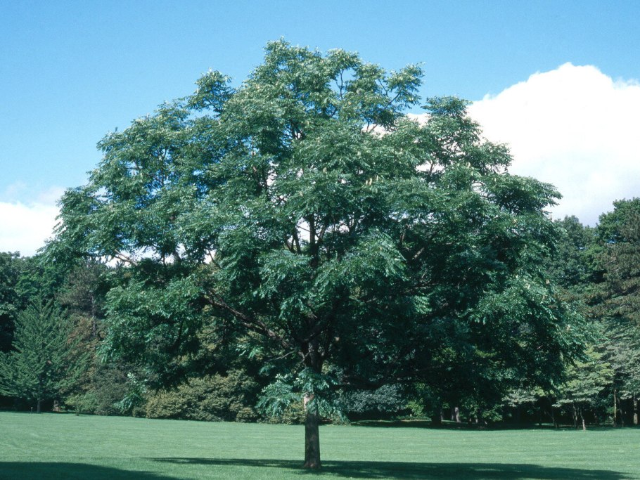 Gymnocladus dioicus купить