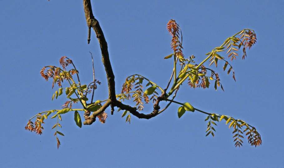 Бундук канадский Gymnocladus dioicus