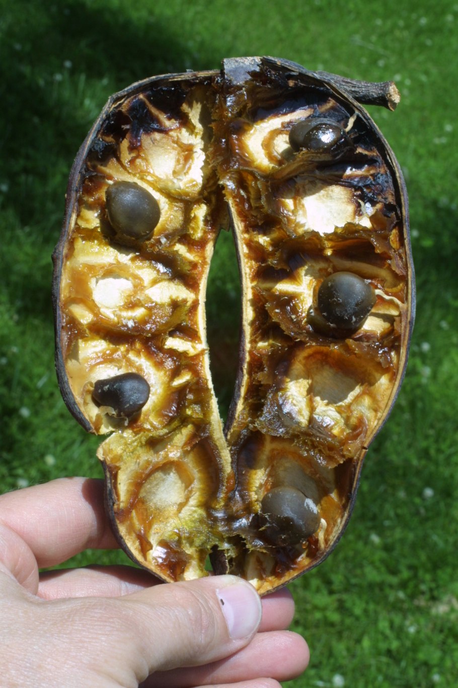 Гимнокладус Бундук двудомный