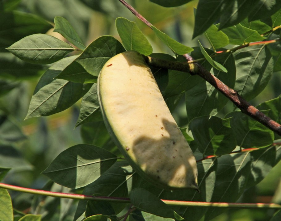 Кентукийское кофейное дерево