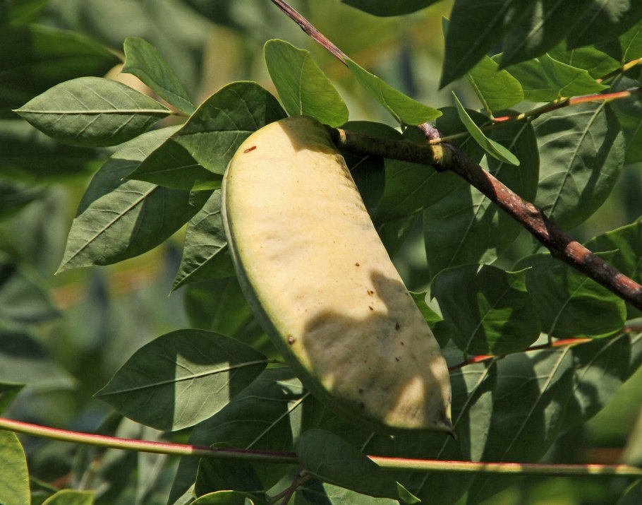 Гимнокладус двудомный