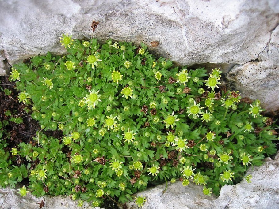 Камнеломка (Saxifraga)