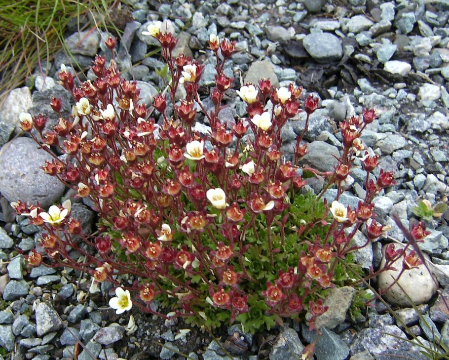 Saxifraga rotundifolia