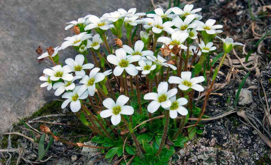 Камнеломка дернистая