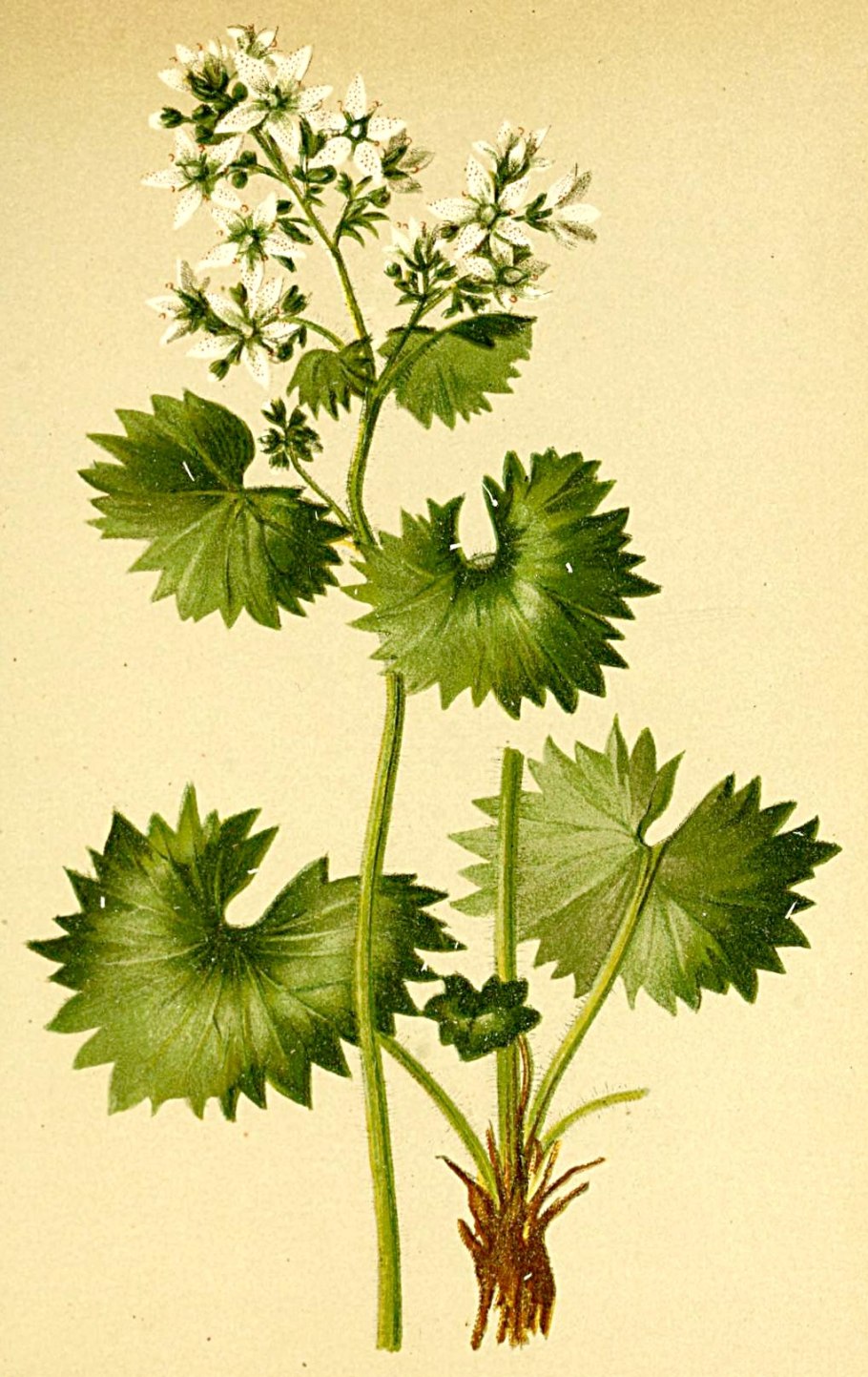 Камнеломка можжевельниколистная