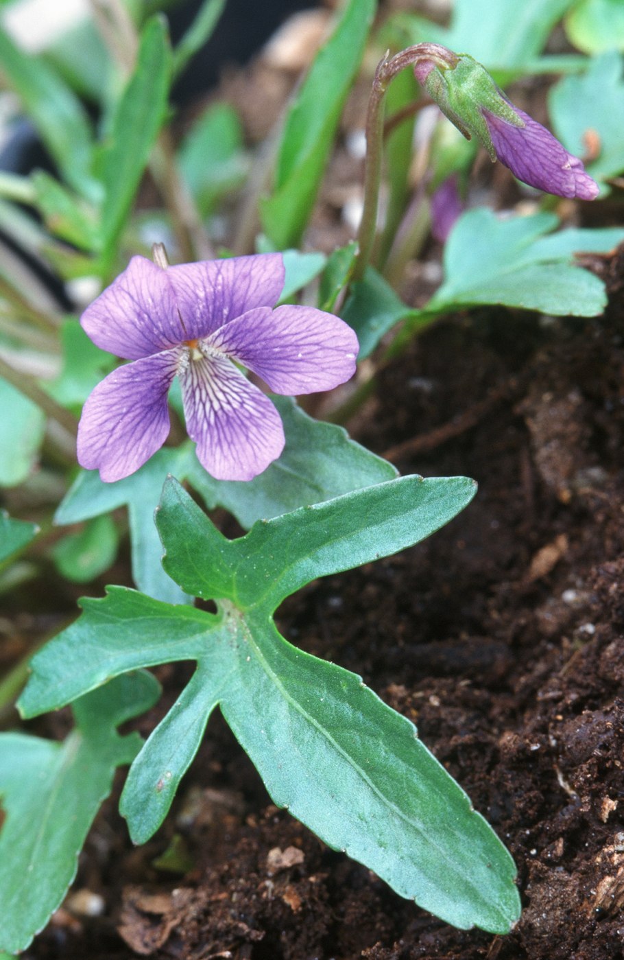 Viola pedatifida