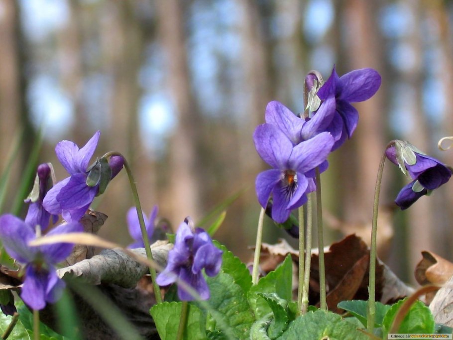 Фиалка душистая Пармская