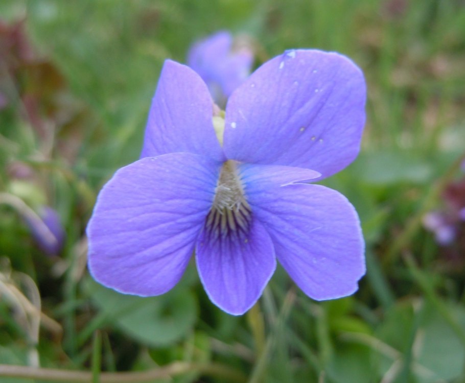 Ноготки и фиалка закрываются к дождю картинки