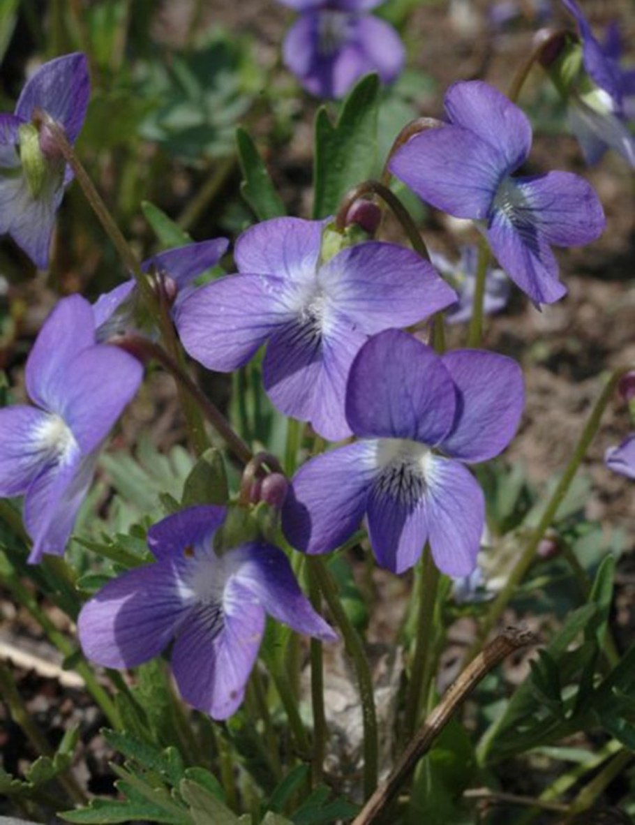 Виола ползучая