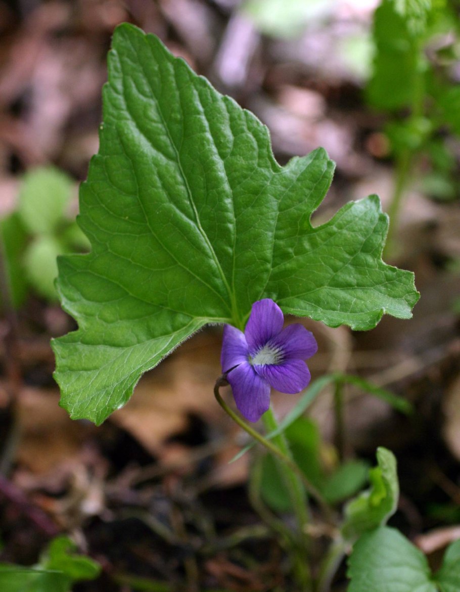 Фиалка Лесная Виола