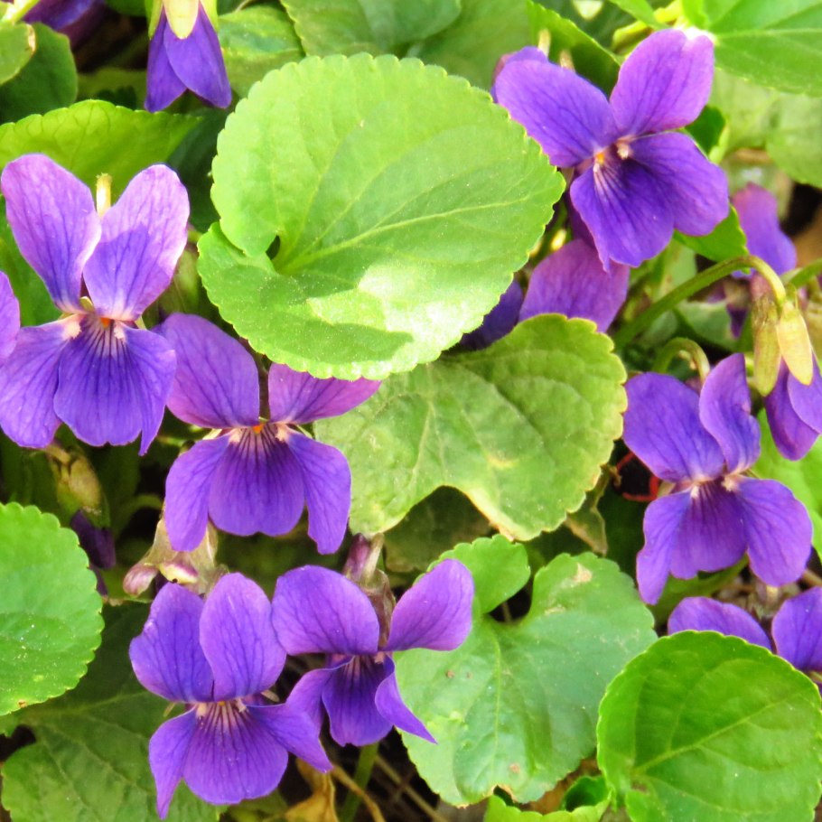 Лесная фиалка цветок