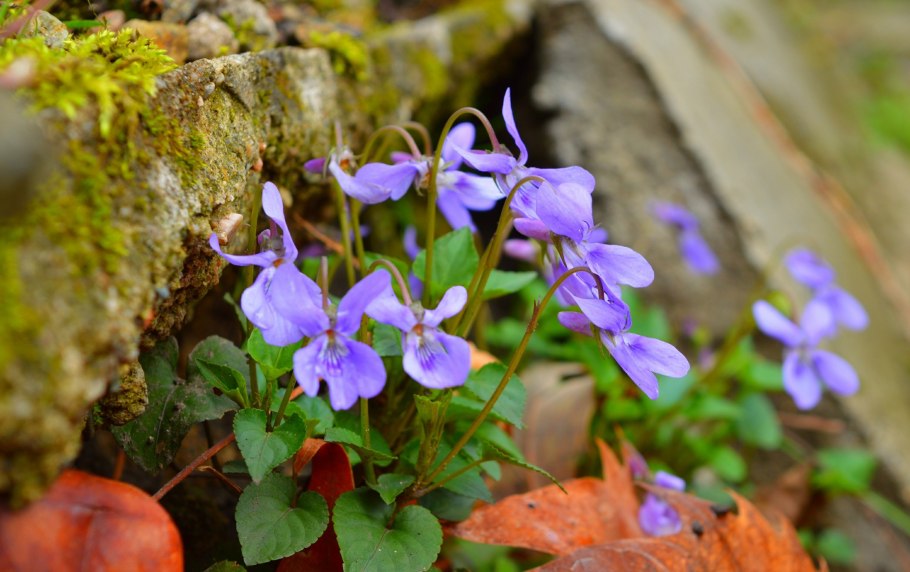 Фиалка вектор