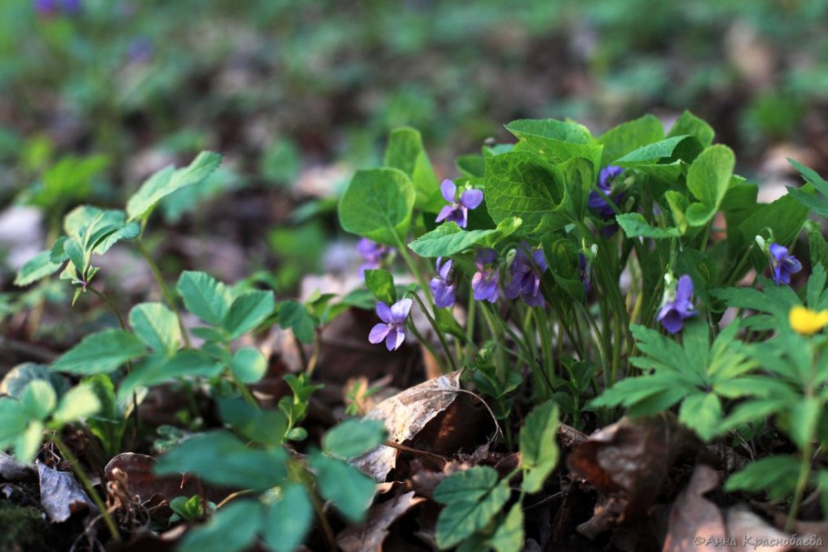 Ветреница и Медуница
