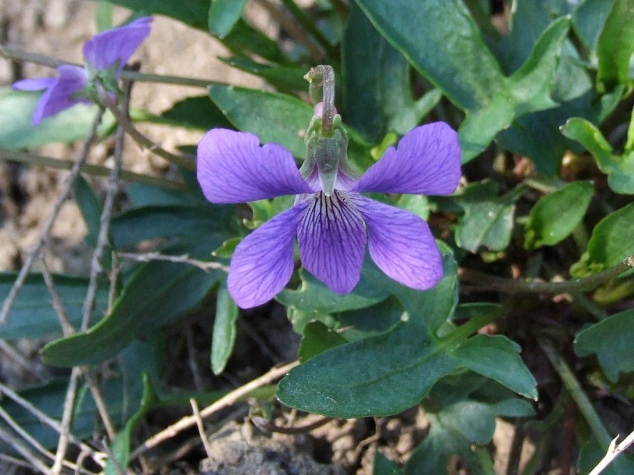 Viola palmata