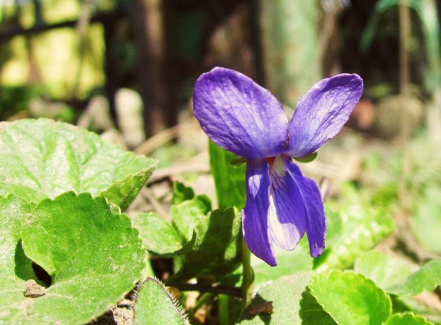 Фиалка айва