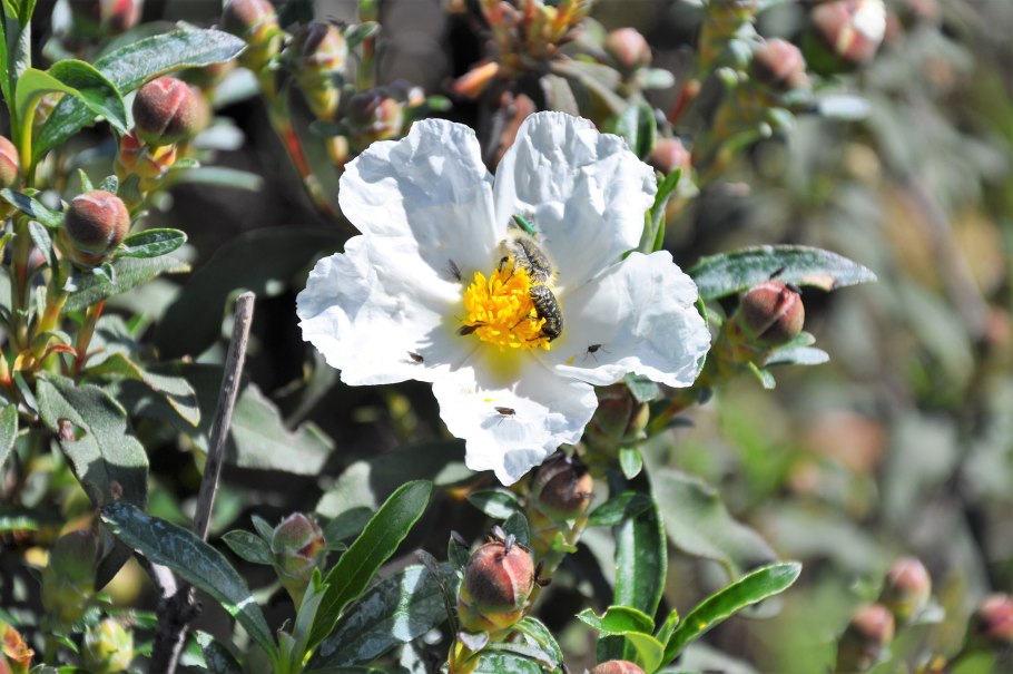 Ладанник монпельенский