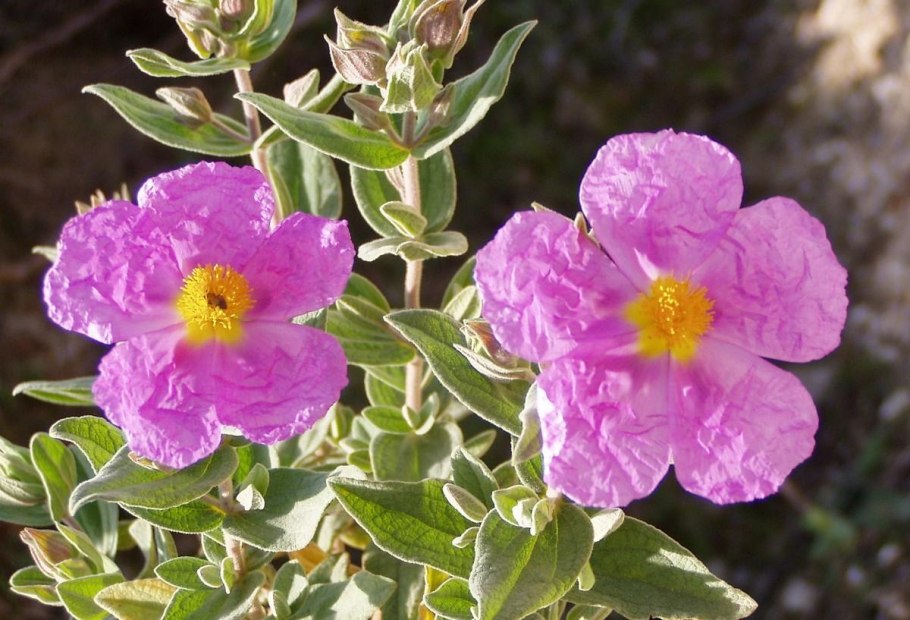 Ладанник Критский