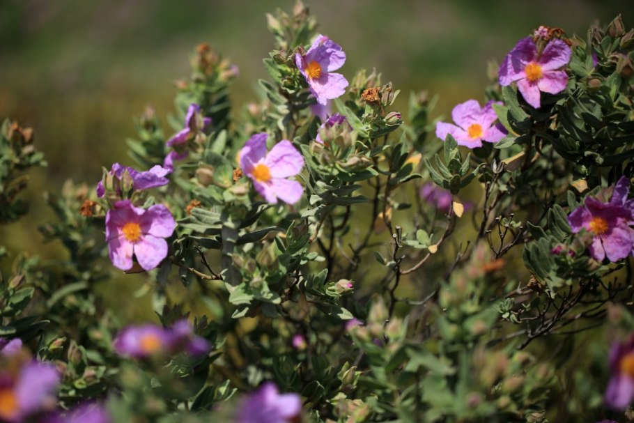 Цистус ладанник