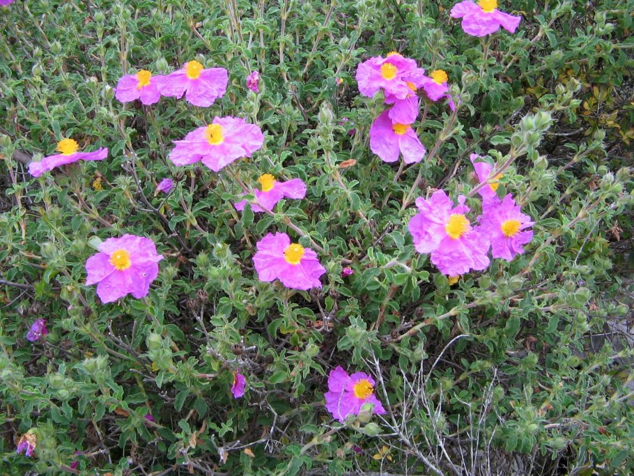 Ладанник Cistus creticus
