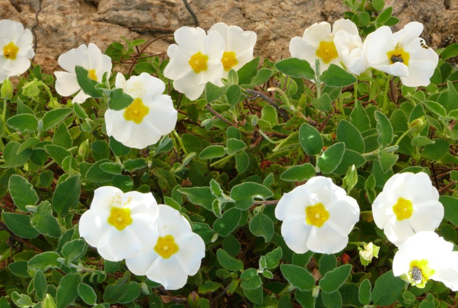 Ладанник Cistus Monspeliensis