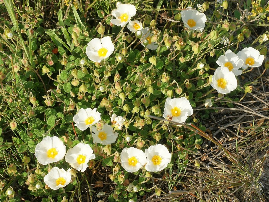 Cistus laurifolius