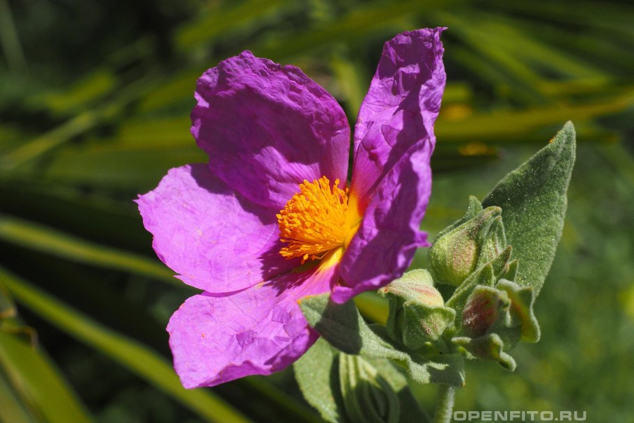 Ладанник курчавый