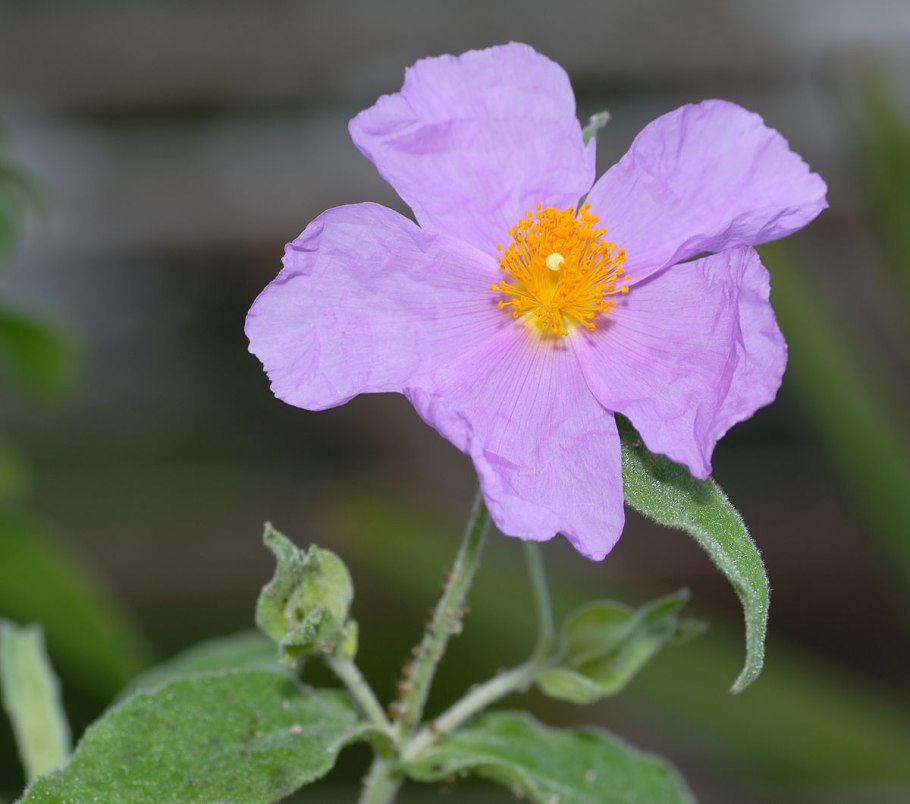 Ладанник Cistus