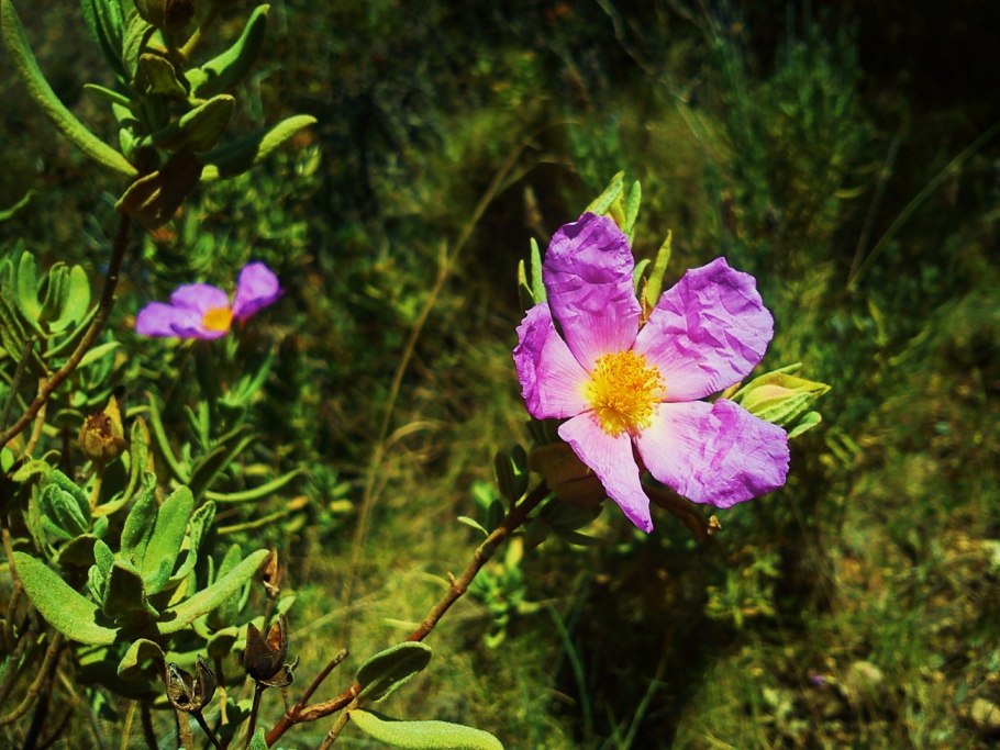 Ладанник крымский